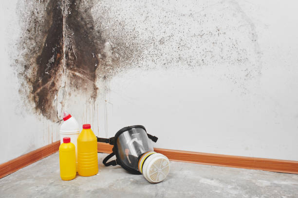 Best Same-Day Mold Removal  in Nibley, UT