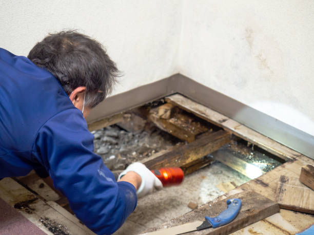 Mold Testing and Removal in Nibley, UT