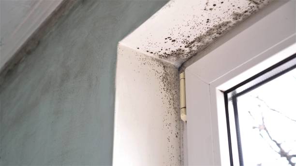 Best Emergency Mold Removal  in Nibley, UT