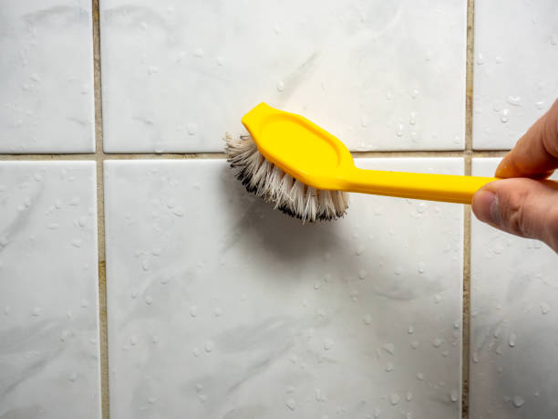 Best Black Mold Removal  in Nibley, UT