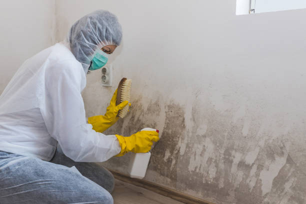 Best Local Mold Removal Service  in Nibley, UT
