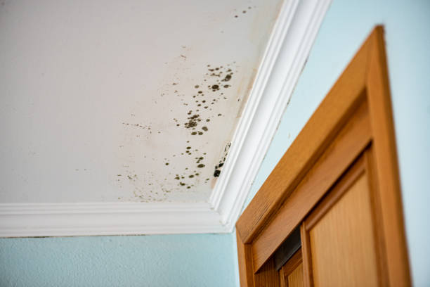 Best Mold Removal Near Me  in Nibley, UT