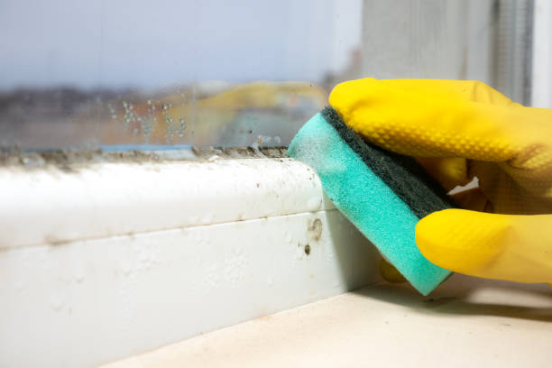 Best Mold Remediation  in Nibley, UT