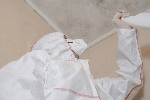Mold Removal and Inspection in Nibley, UT