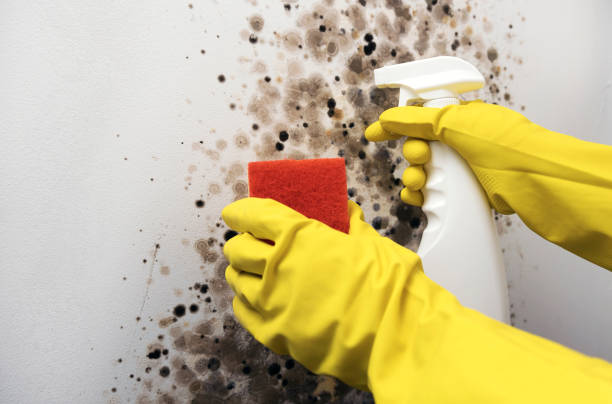 Best Mold Remediation Services  in Nibley, UT