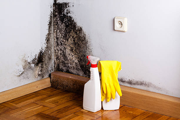Best Toxic Mold Removal  in Nibley, UT