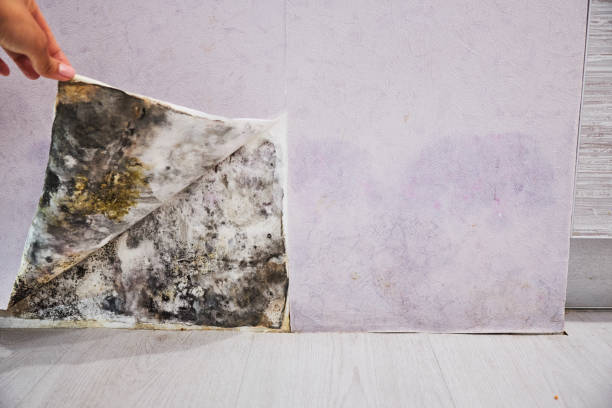 Best Local Mold Removal Service  in Nibley, UT